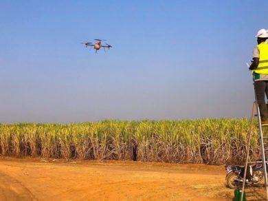 Drone pilot flying a drone over a field of crops.