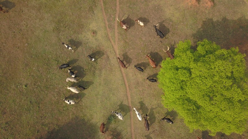 Cattle as seen from the air via drone