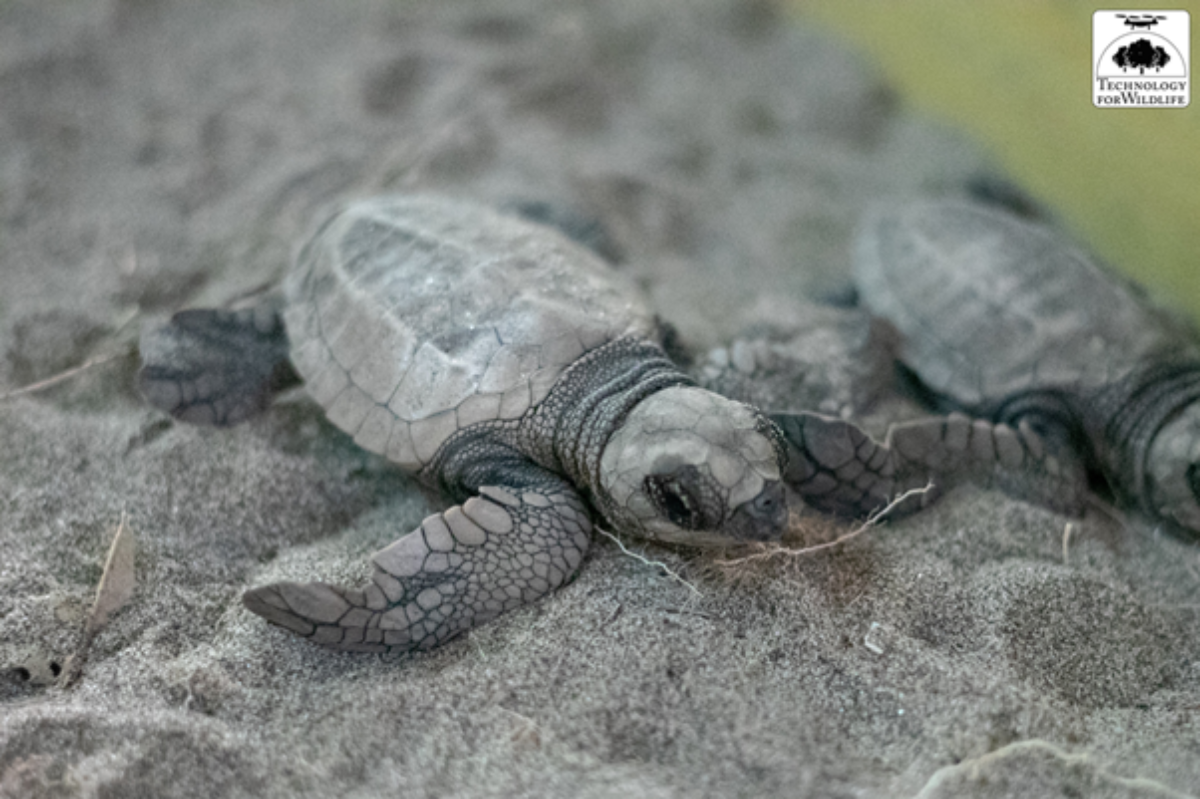 Baby Olive ridley turtle